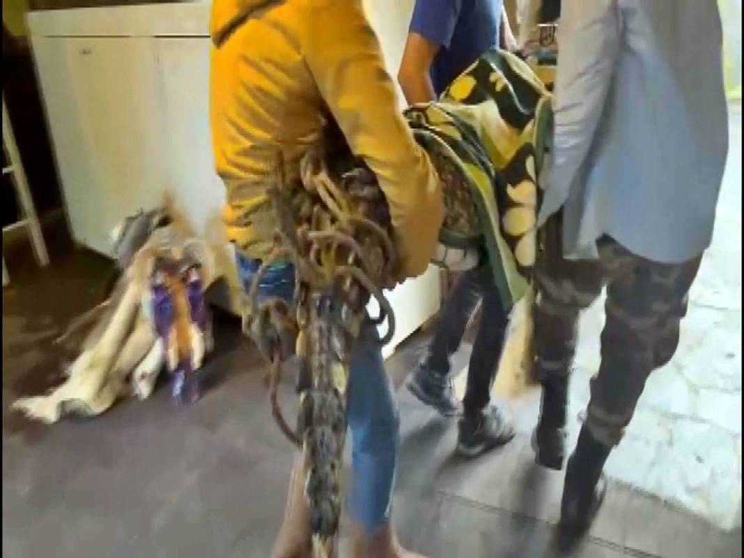 Eve baskın yapan polis Nil timsahı ve anakonda yılanla karşılaştı! Hayrete düşüren anlar 4